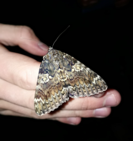 Tel mee tijdens de Nationale Nachtvlindernacht!